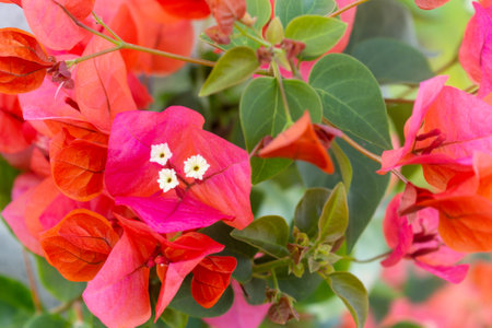 Bougainvillea is a genus of flowering plants in the family Fabaceae.の写真素材
