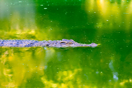 Crocodile swimming in the water. Close-up.の写真素材