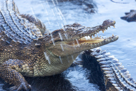 Crocodile in the water. Crocodile with open mouth.の写真素材