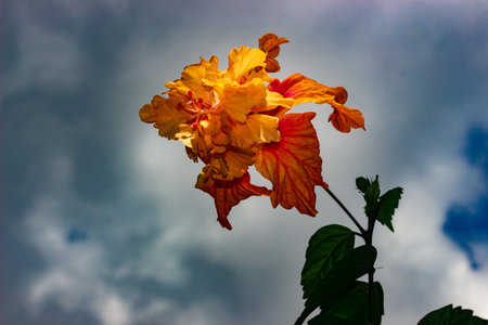 Hibiscus rosa sinensis flower on blue sky backgroundの写真素材