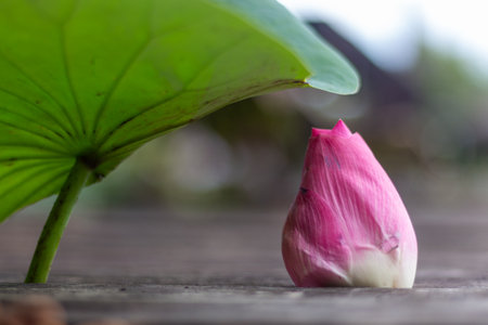 Pink lotus flower and green leaf on old wooden table in the morning.の写真素材
