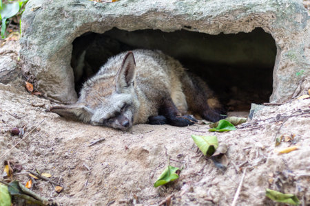 Close up of a raccoon sleeping in a hole in the groundの写真素材