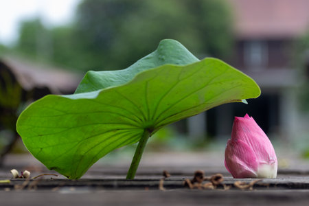 Lotus flower and Lotus flower plants in the pond, Thailandの写真素材