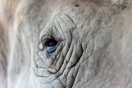 Close up of the eye of a white rhinoceros.の写真素材