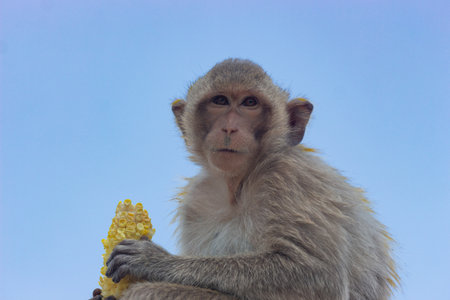 Monkey eating corn on the blue sky background. (Monkey)の写真素材