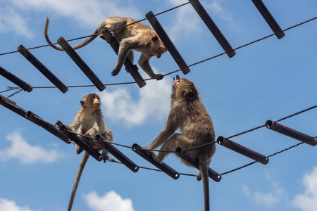 Monkey family on the electric wire with blue sky in the backgroundの写真素材