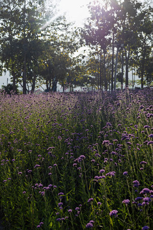 Purple flower field in the morning light. Natural background and wallpaper.