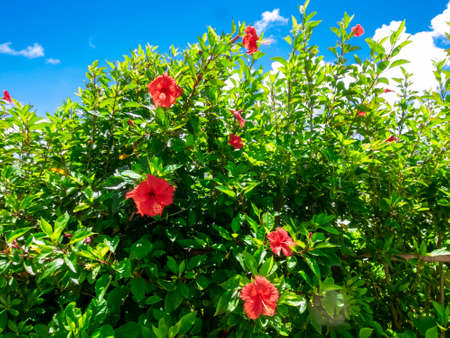 The clear blue sky of Okinawa and hibiscusの写真素材
