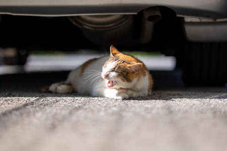 Three-haired cat in the sun under the carの写真素材