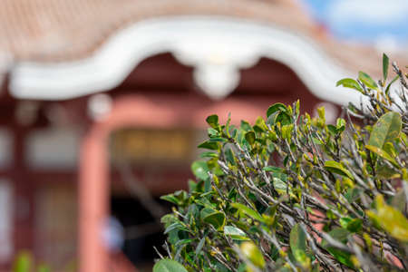 Japanese architecture buildings through garden treesの写真素材