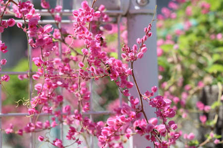 a bee that is harvesting nectar of flowersの写真素材
