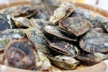 Pearl oysters in a colanderの写真素材