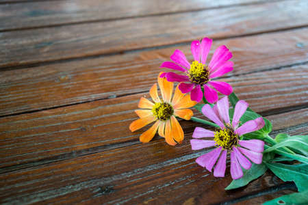 flowers from home gardenの写真素材