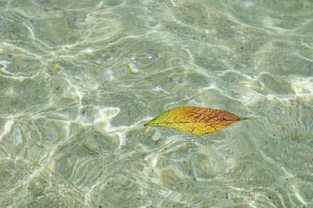 leaf floats in the seaの写真素材