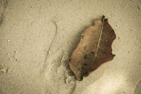 brown leaf on sand beach