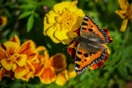 butterfly and flowersの写真素材