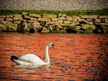 swan in lakeの写真素材