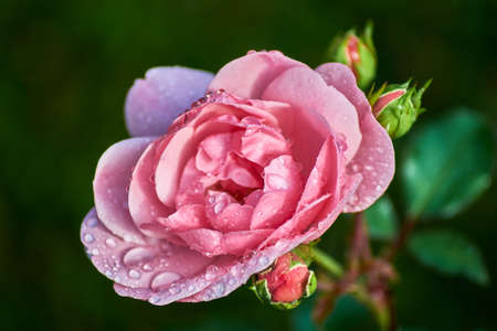red rose in gardenの写真素材