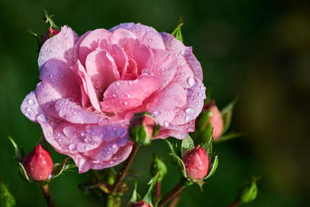 red rose in gardenの写真素材