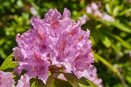 Rhododendron tree blossoms pink colorの写真素材