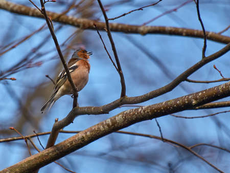 Bird on branch in forestの写真素材