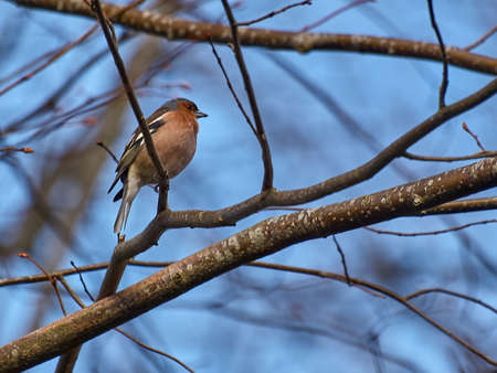 Bird on branch in forestの写真素材