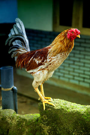 A hen is standing on a moss-grown wall in front of a house in the jungle of Sri Lanka in the Indian Ocean with a suspicious glimpseの写真素材