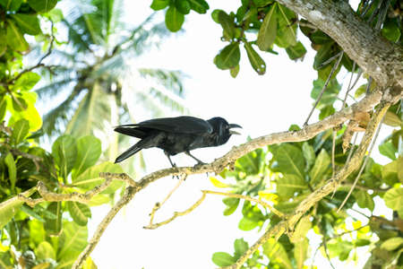 A black crow is sitting in the trees of the beautiful island of Sri Lanka in the Indian Oceanの写真素材