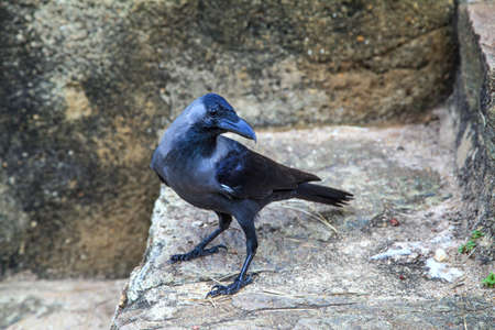 A black crow is sitting on a stony stair in the Fort Galle on the beautiful island of Sri Lankaの写真素材