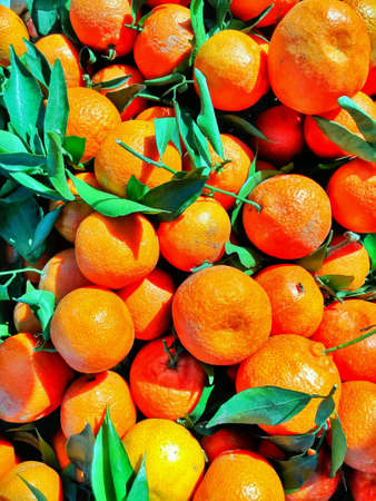 Big and juicy orange colored tangerinesの素材