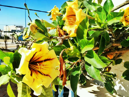 Yellow trumpet-flower bush, ornamental plants of Morocco, yellow blossomedの素材