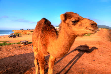 Arabian camels staying in the sand of the desert of Morocco in Africa, in the background the hills...