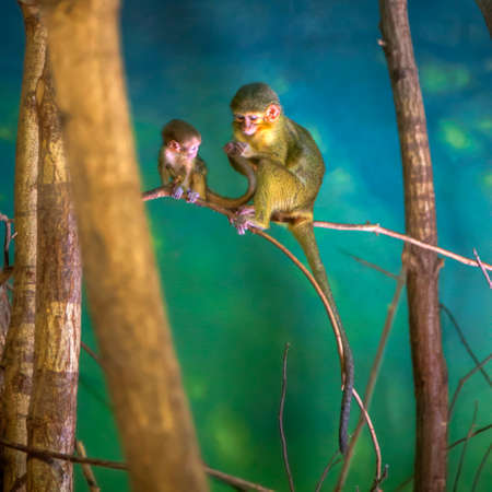 a rhesus monkey mother is looking very gently to her childの写真素材