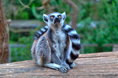 A Little lemur with a long striped tail is sitting on a wood and looking to the sky