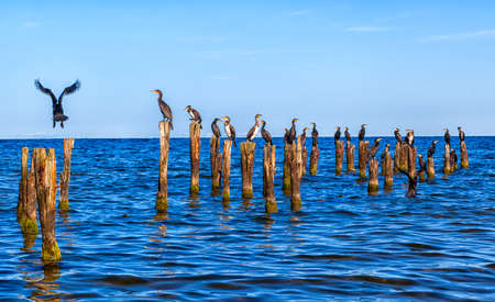 many seagulls are sitting on stakes in the baltic sea near Kolka in latvia by shining blue skyの写真素材