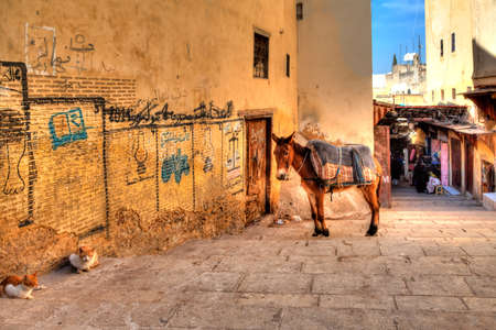 A mule and two cats are resting in an alley in Fes in the African country Morocco and enjoys the silenceのeditorial素材