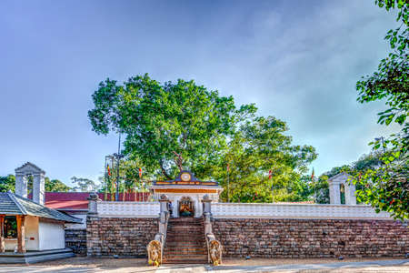 In the pilgrimage site of the old royal city Anuradhapura on the tropical Iceland Sri Lanka stands the Sri Mahabodhi tree, the oldest tree Documented of the world, a benjamina ? ?,?? "? s fig, Which may be a cutting of the tree of Buddha? ? ?,?? "? s enliの写真素材