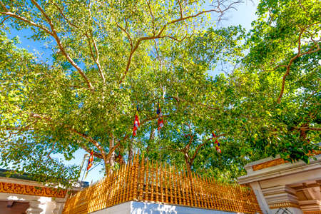 In the pilgrimage site of the old royal city Anuradhapura on the tropical Iceland Sri Lanka stands the Sri Mahabodhi tree, the oldest tree Documented of the world, a benjamina ? ?,?? "? s fig, Which may be a cutting of the tree of Buddha? ? ?,?? "? s enliの写真素材