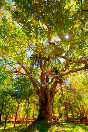 In the pilgrimage site of the old royal city Anuradhapura on the tropical Iceland Sri Lanka you find ruins of an old temple complex with baths, living and working places of buddhistic monks as well as ancient remains of gorgeous kings buildings and pagodaのeditorial素材