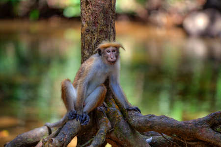 Little wilde green monkeys or guenons characterize the landscape of the rainforests and the exotic...