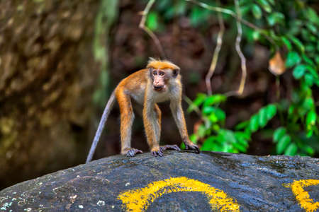 Little wilde green monkeys or guenons characterize the landscape of the rainforests and the exotic...