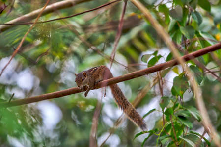A squirrel is sitting on a twig of a mango tree on the tropical island Sri Lanka in the Indian Oceanの写真素材