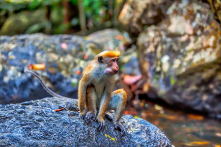 Little wilde green monkeys or guenons characterize the landscape of the rainforests and the exotic...