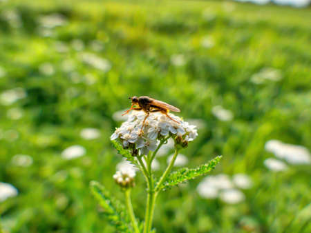 a fly is sitting on a meadow plant called yarrow among a luminous shining green meadow with lots of wild herbsの写真素材