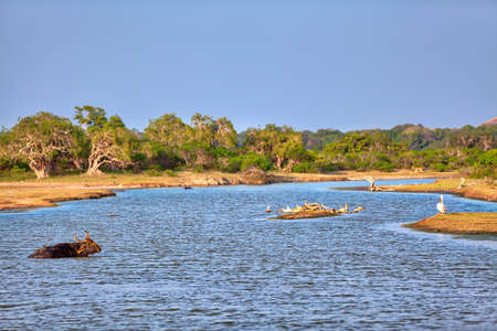 a very beautiful landscape with water pond and birds in the Yala Nationalpark on the tropical island Sri Lanka in the Indian Ocean during a jeep safari tourの写真素材