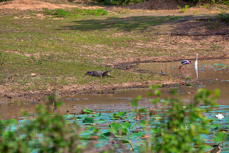 a crocodile with wide big open mouth is laying at a pond with colored stork and heron in the Yala...
