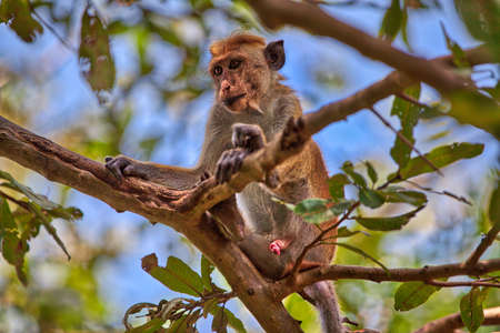 a toque macaque is sitting on a tree in the Yala Nationalpark