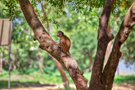 a toque macaque is sitting on a tree in the Yala Nationalpark on the tropical island Sri Lanka in...