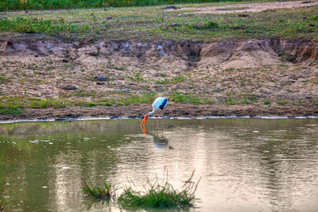 a painted stork is fishing in a pond in the Yala Nationalpark on the tropical island Sri Lanka in the Indian Ocean during a jeep safari tourの写真素材