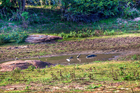 a crocodile is sleeping at the edge of a pond in the Yala Nationalpark on the tropical island Sri Lanka in the Indian Ocean during a jeep safari tourの写真素材